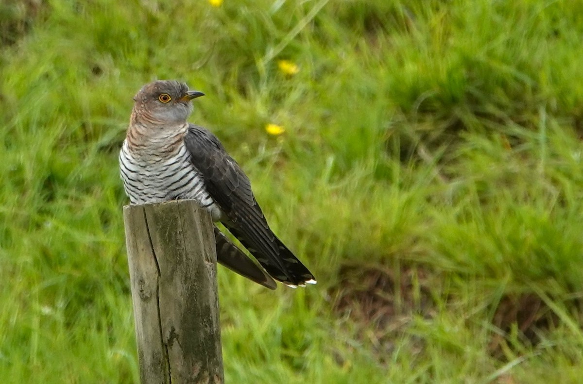 Coucou gris - ML619071820