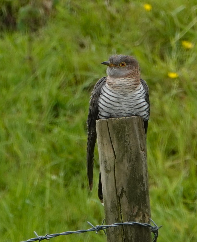 Common Cuckoo - ML619071822