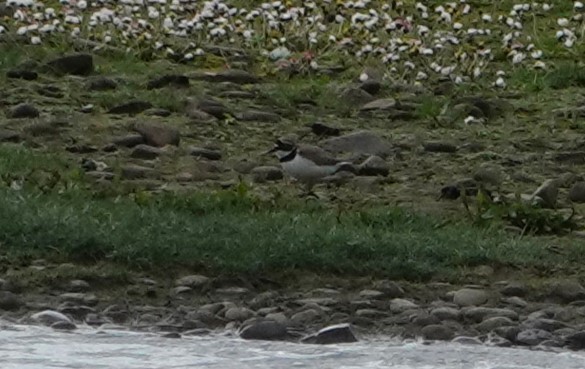 Little Ringed Plover - ML619071828