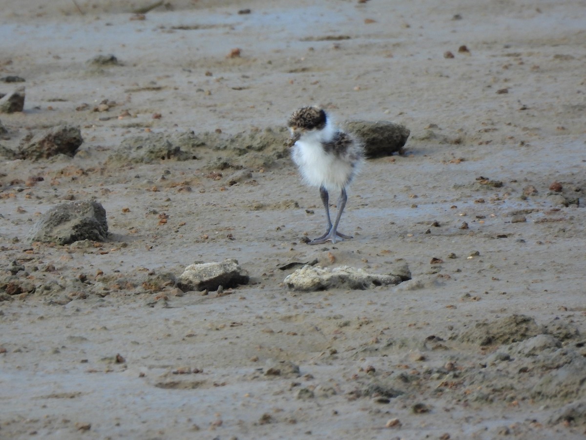 Masked Lapwing - Maylene McLeod