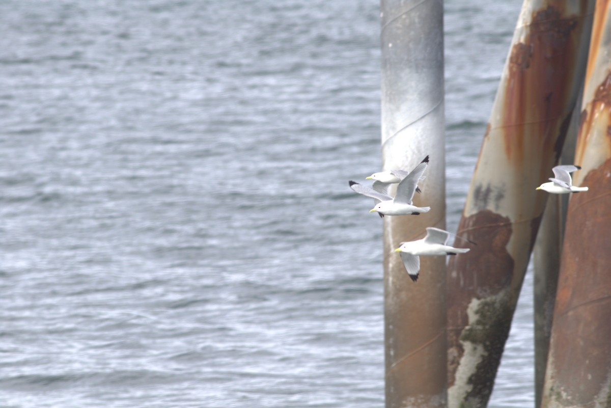 Black-legged Kittiwake - ML619071874