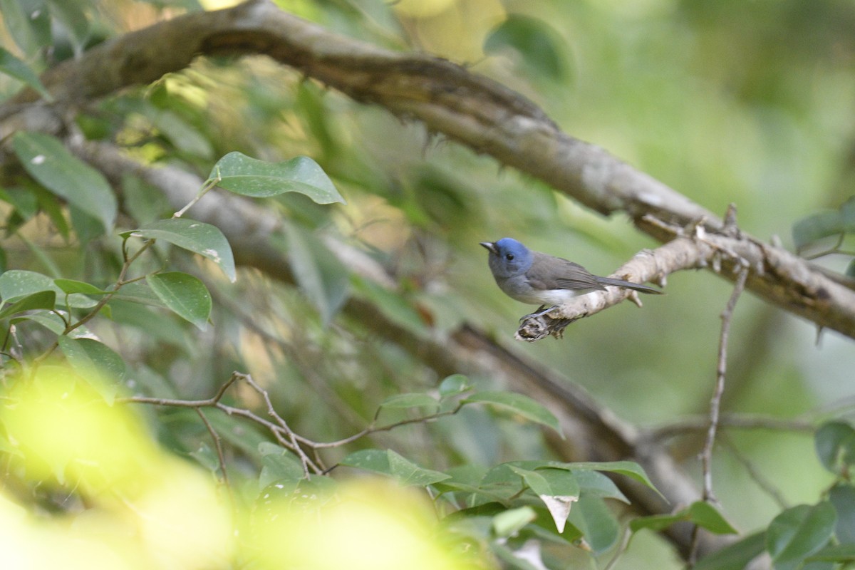 Black-naped Monarch - ML619071879