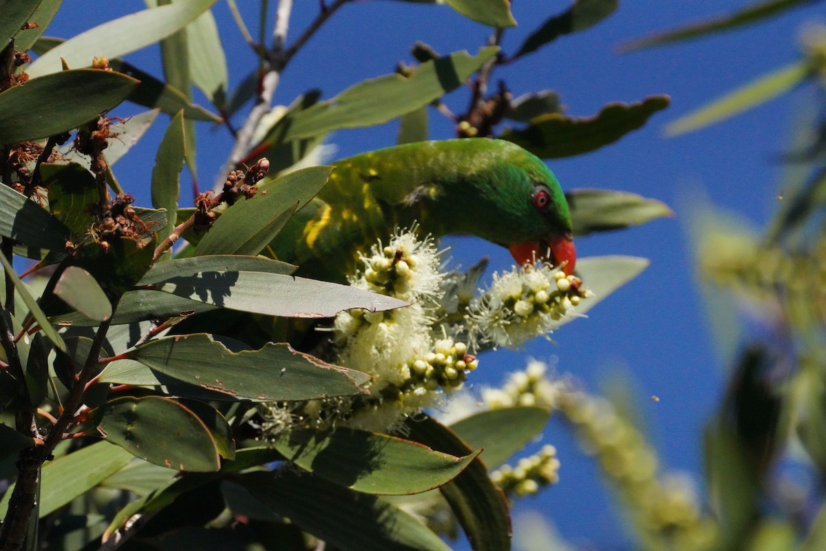 Scaly-breasted Lorikeet - May Britton