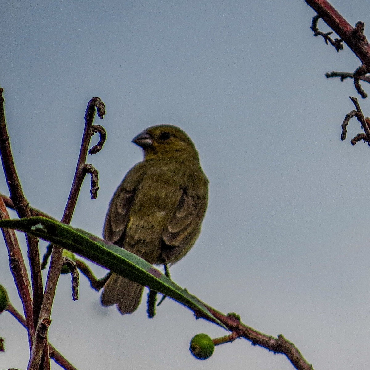 Black-faced Grassquit - Wilson Raul Carreño Velasco