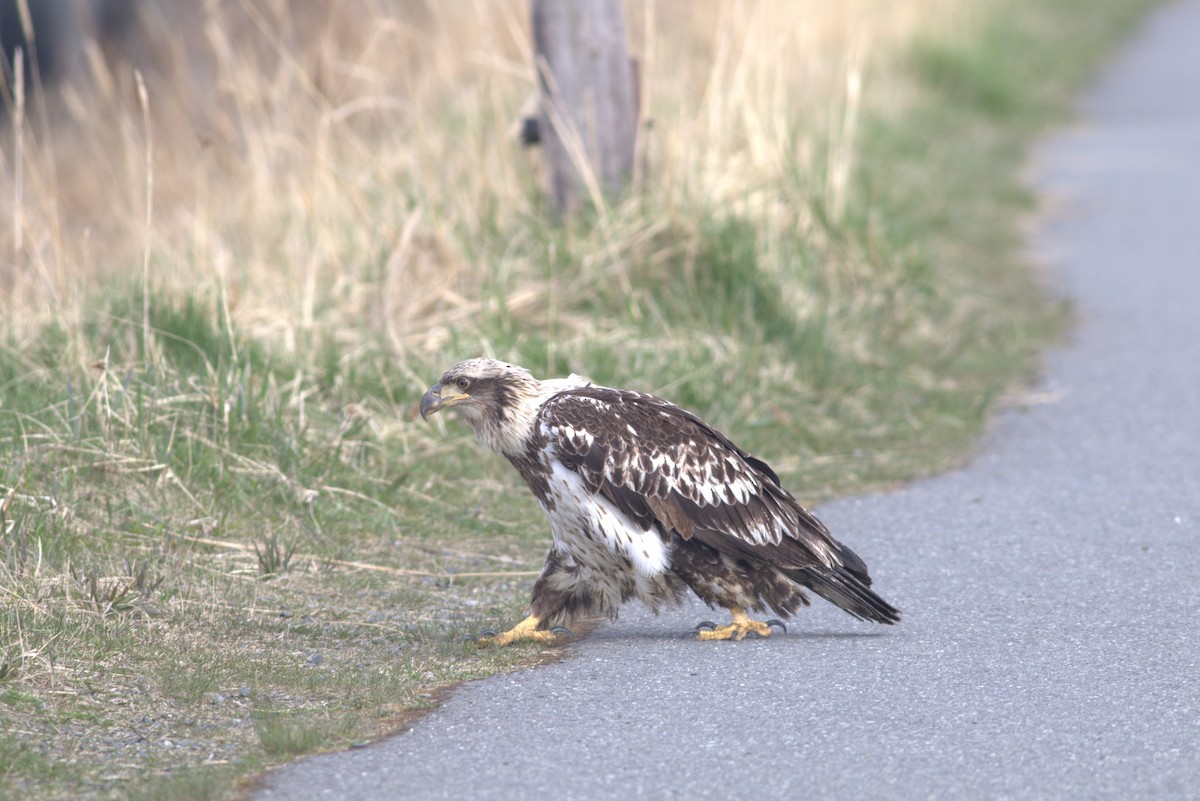 Bald Eagle - ML619071891