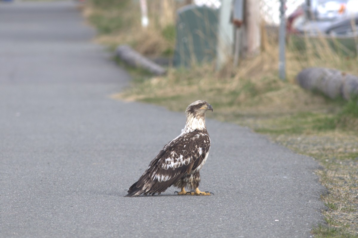 Bald Eagle - ML619071893