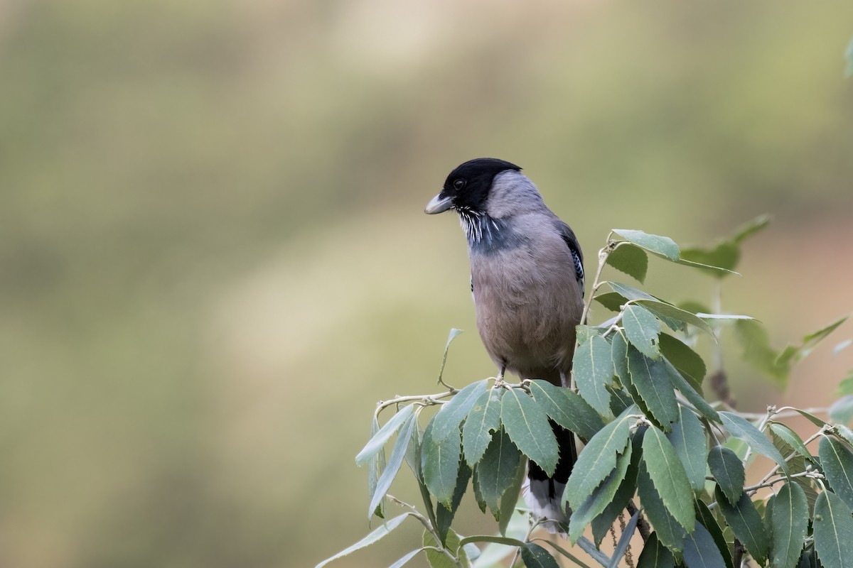 Black-headed Jay - ML619071918