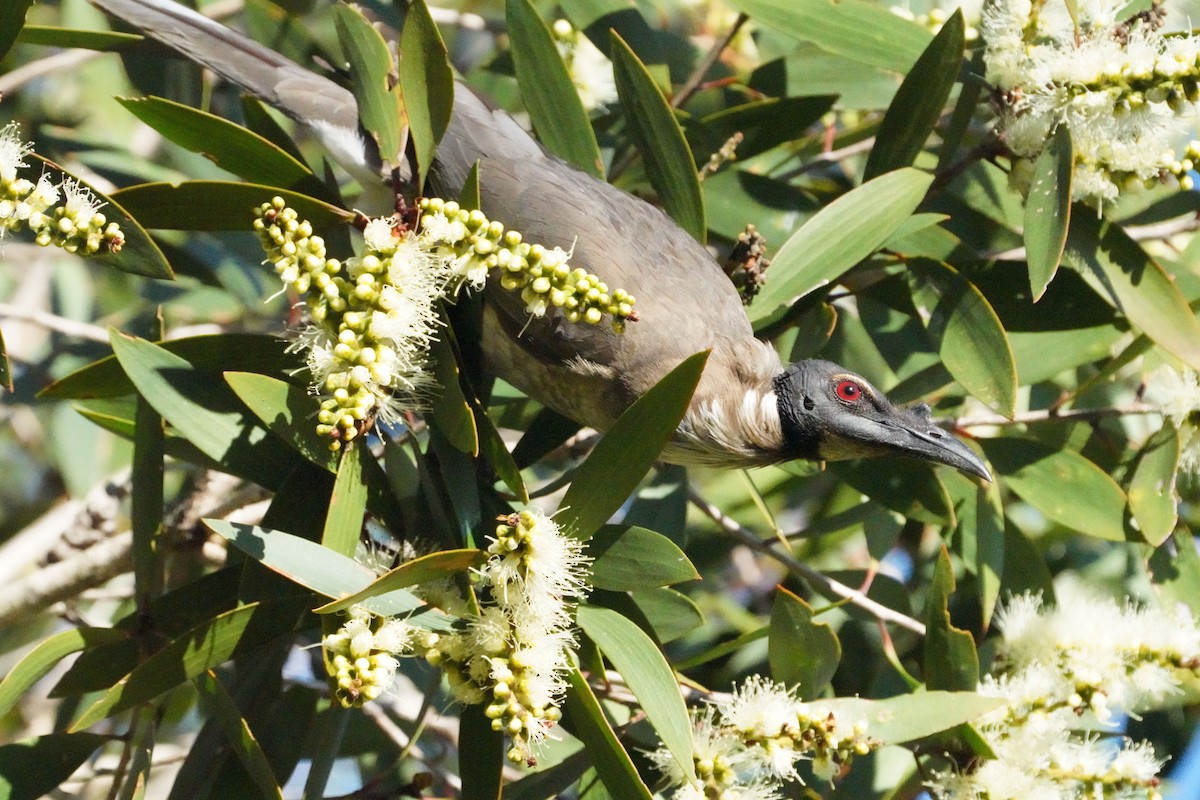 Noisy Friarbird - ML619071921