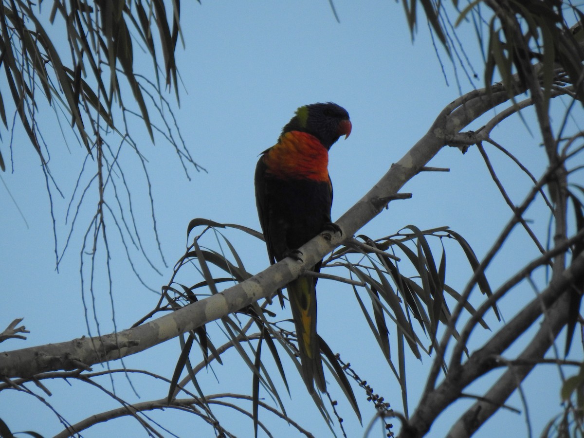 Rainbow Lorikeet - Monica Mesch