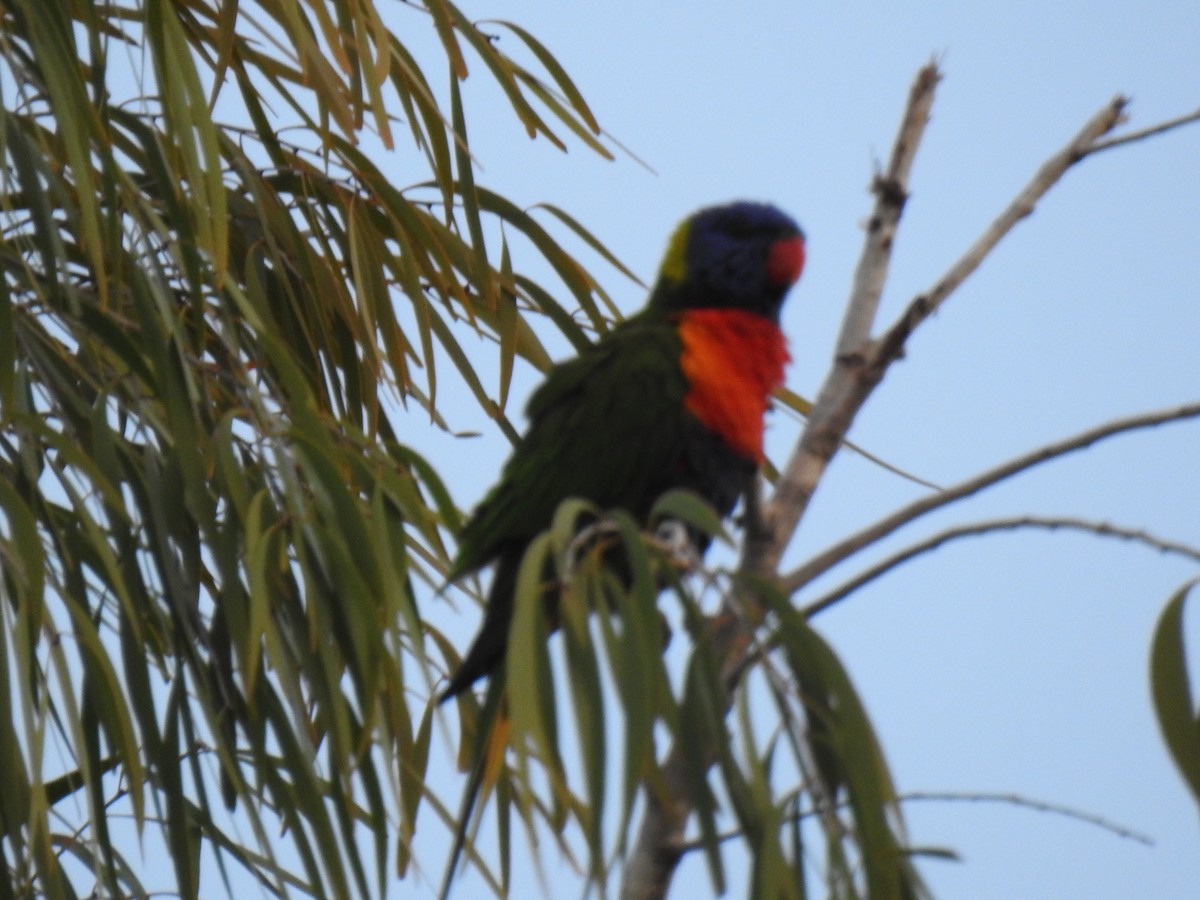 Rainbow Lorikeet - Monica Mesch