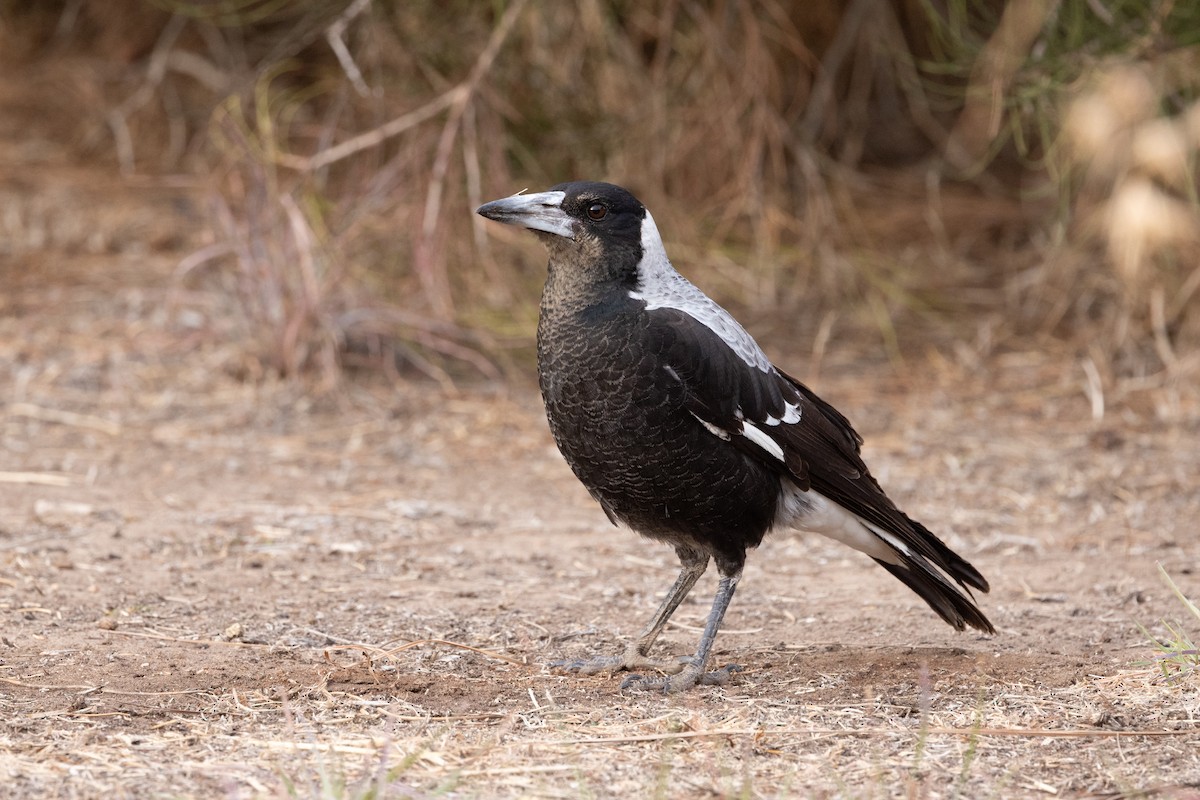 Australian Magpie (White-backed) - Richard and Margaret Alcorn