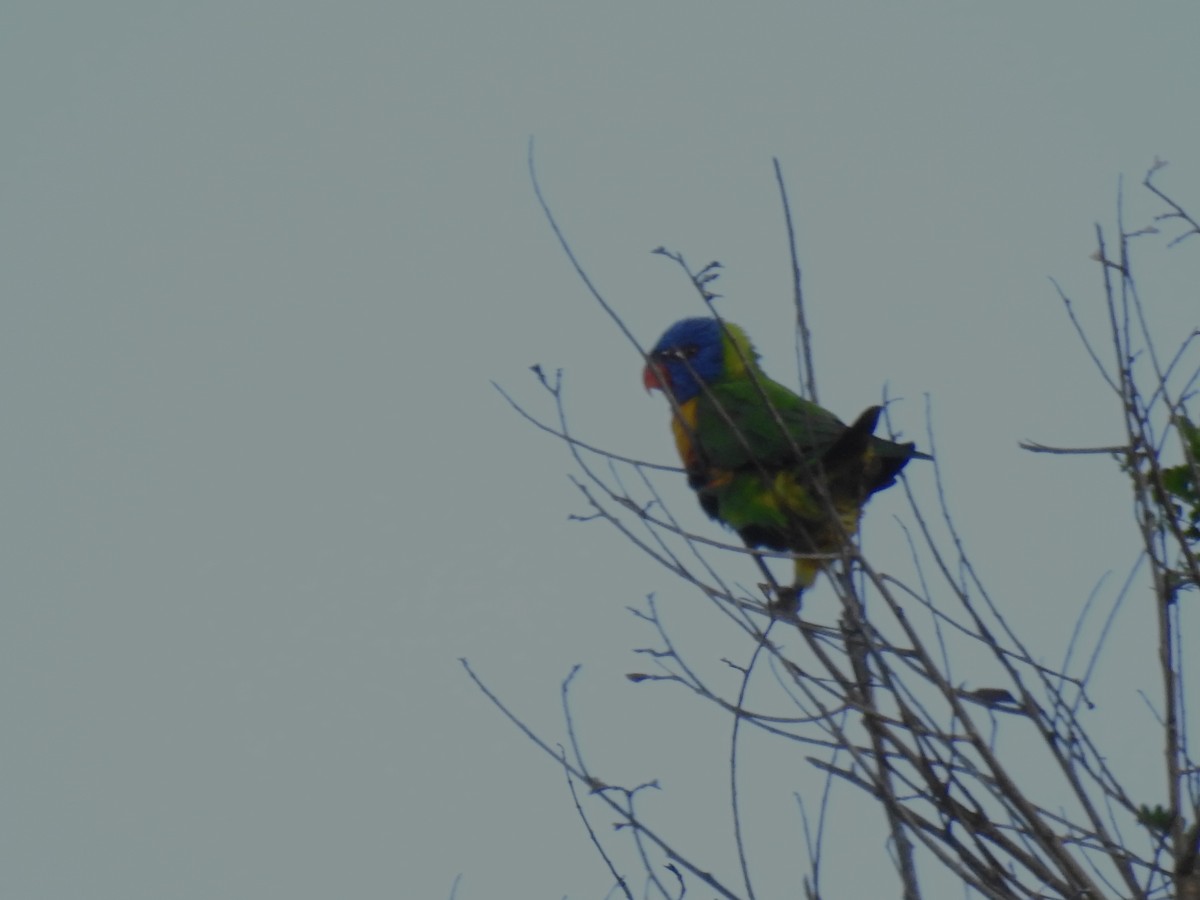 Rainbow Lorikeet - Monica Mesch