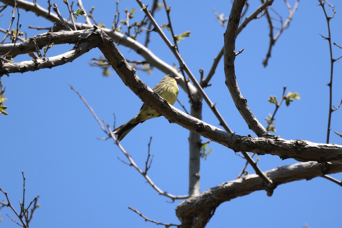 Masked Bunting - Akinori Miura