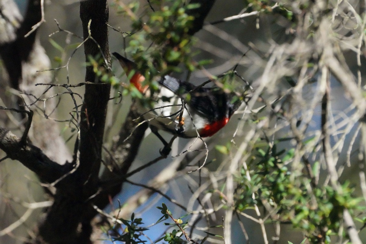 Mistletoebird - May Britton