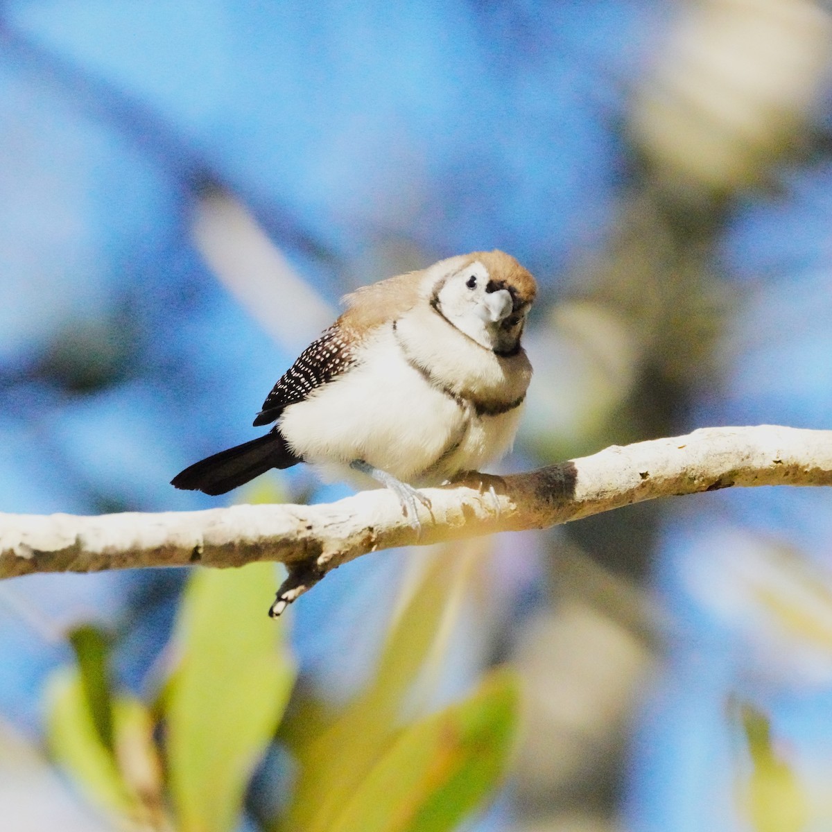 Double-barred Finch - May Britton