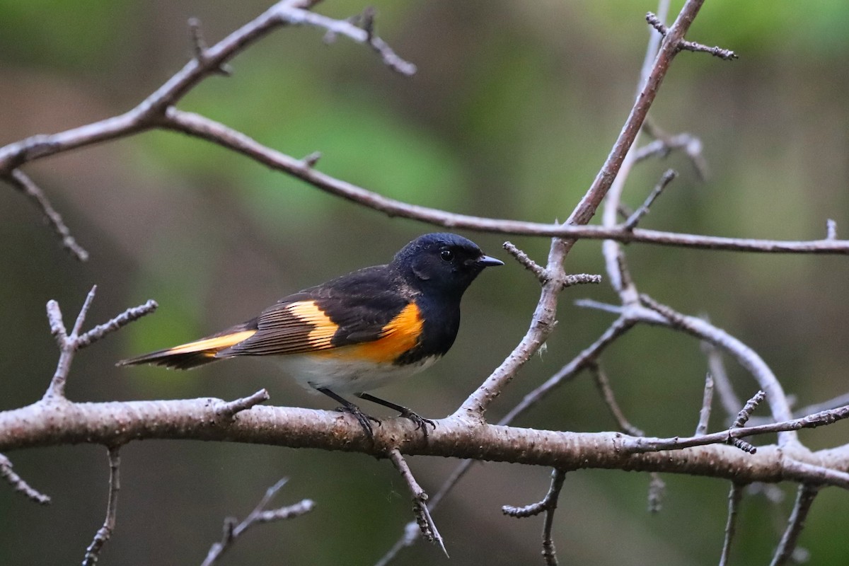 American Redstart - Nolan Kerr