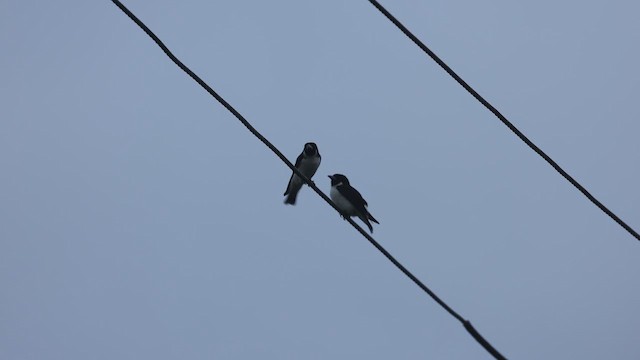 Fiji Woodswallow - ML619071999