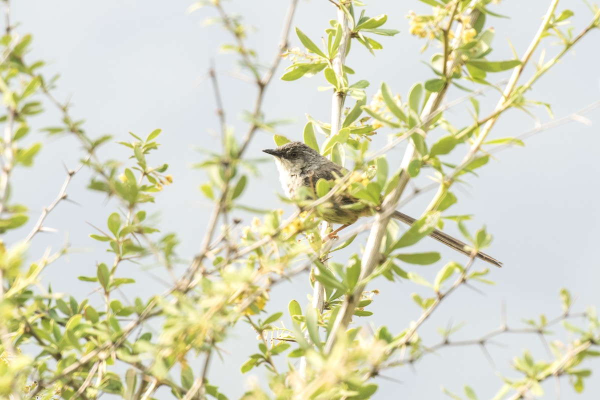 Himalayan Prinia - ML619072010