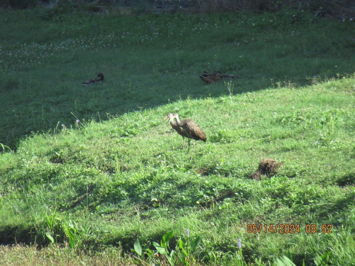 Limpkin - Glenn Ousset