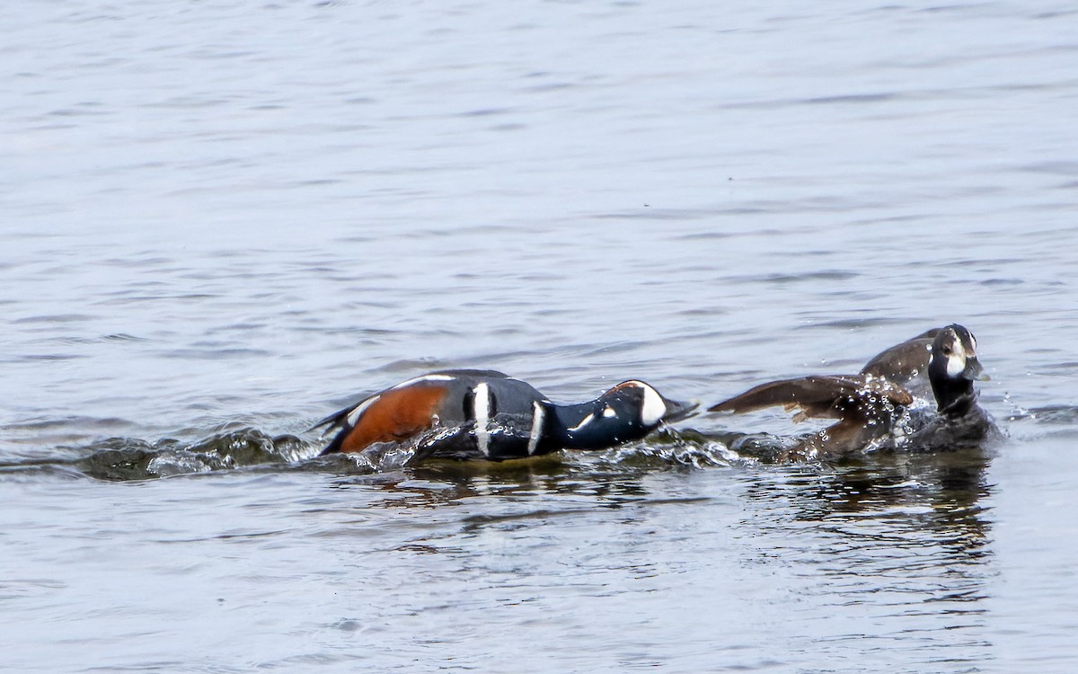 Harlequin Duck - Eero Rasi