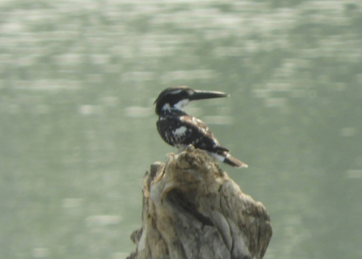 Pied Kingfisher - Manju Sinha