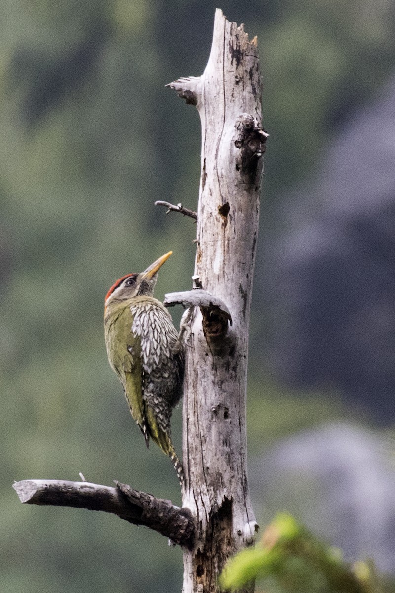 Scaly-bellied Woodpecker - Ramesh Shenai