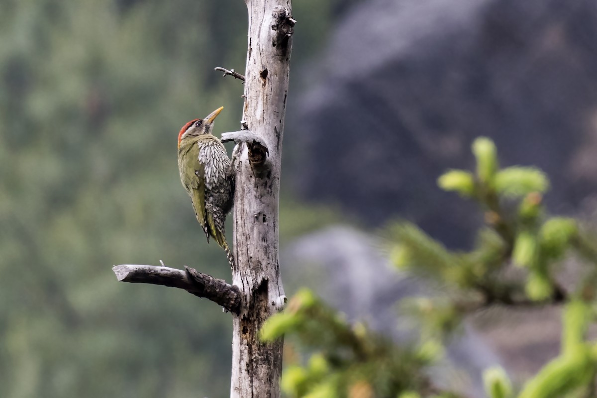 Scaly-bellied Woodpecker - Ramesh Shenai