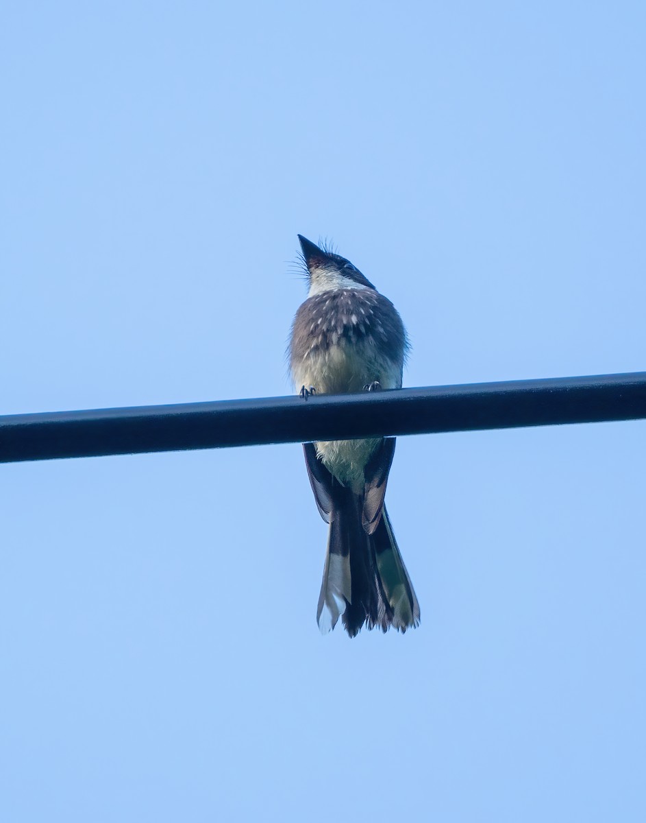 Northern Fantail (Banda Sea) - ML619072115