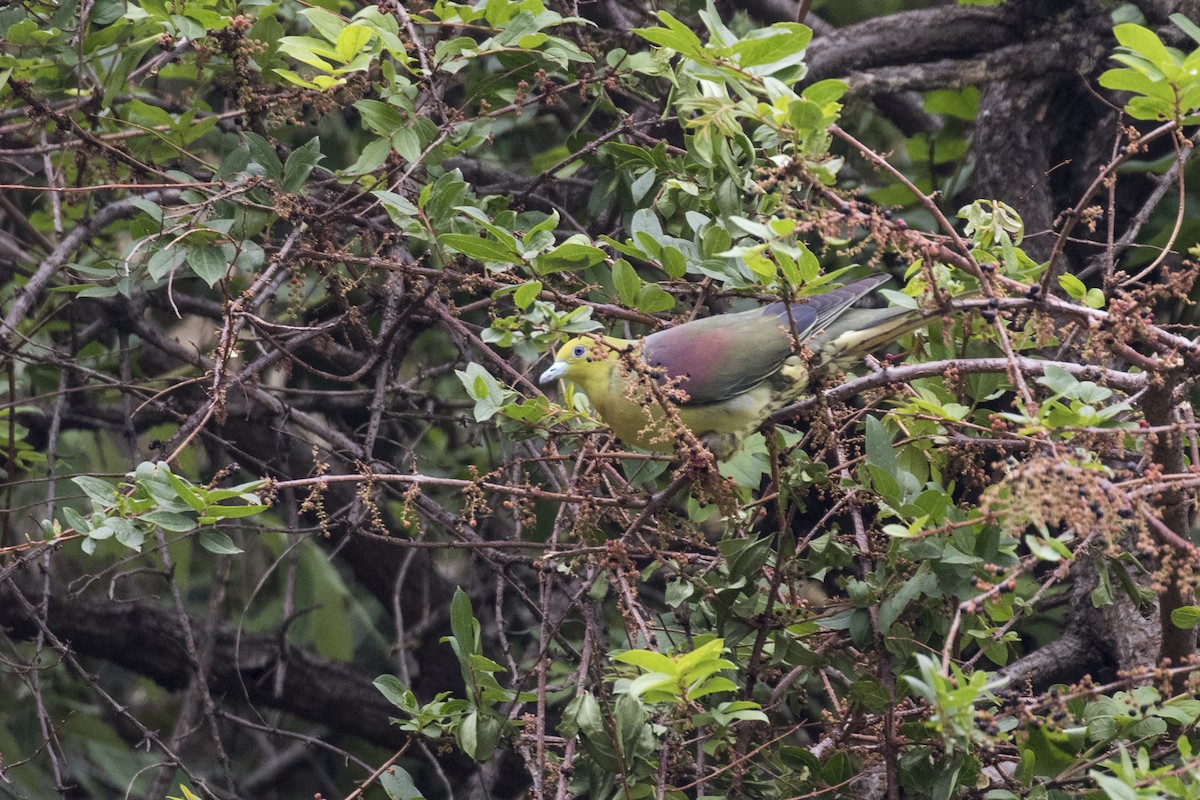 Wedge-tailed Green-Pigeon - Ramesh Shenai