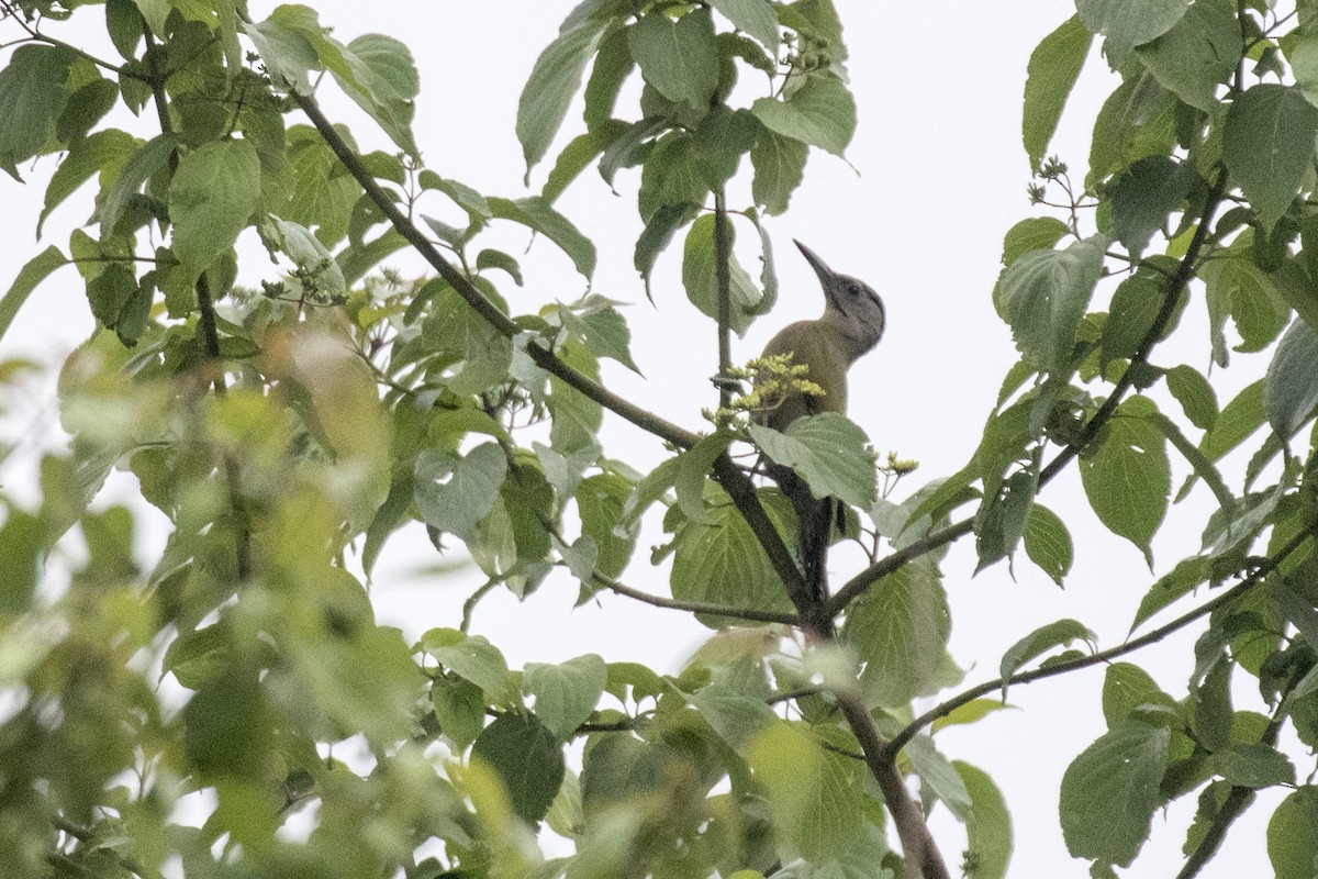 Gray-headed Woodpecker - Ramesh Shenai
