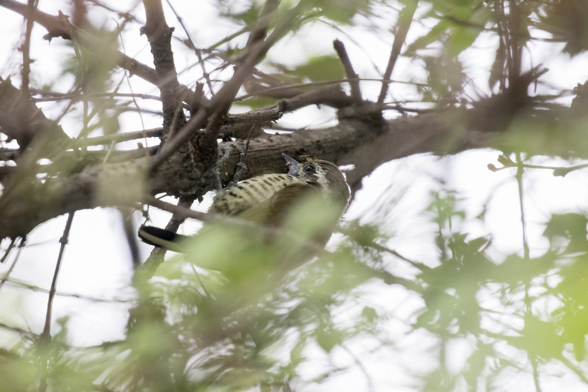 Speckled Piculet - Ramesh Shenai