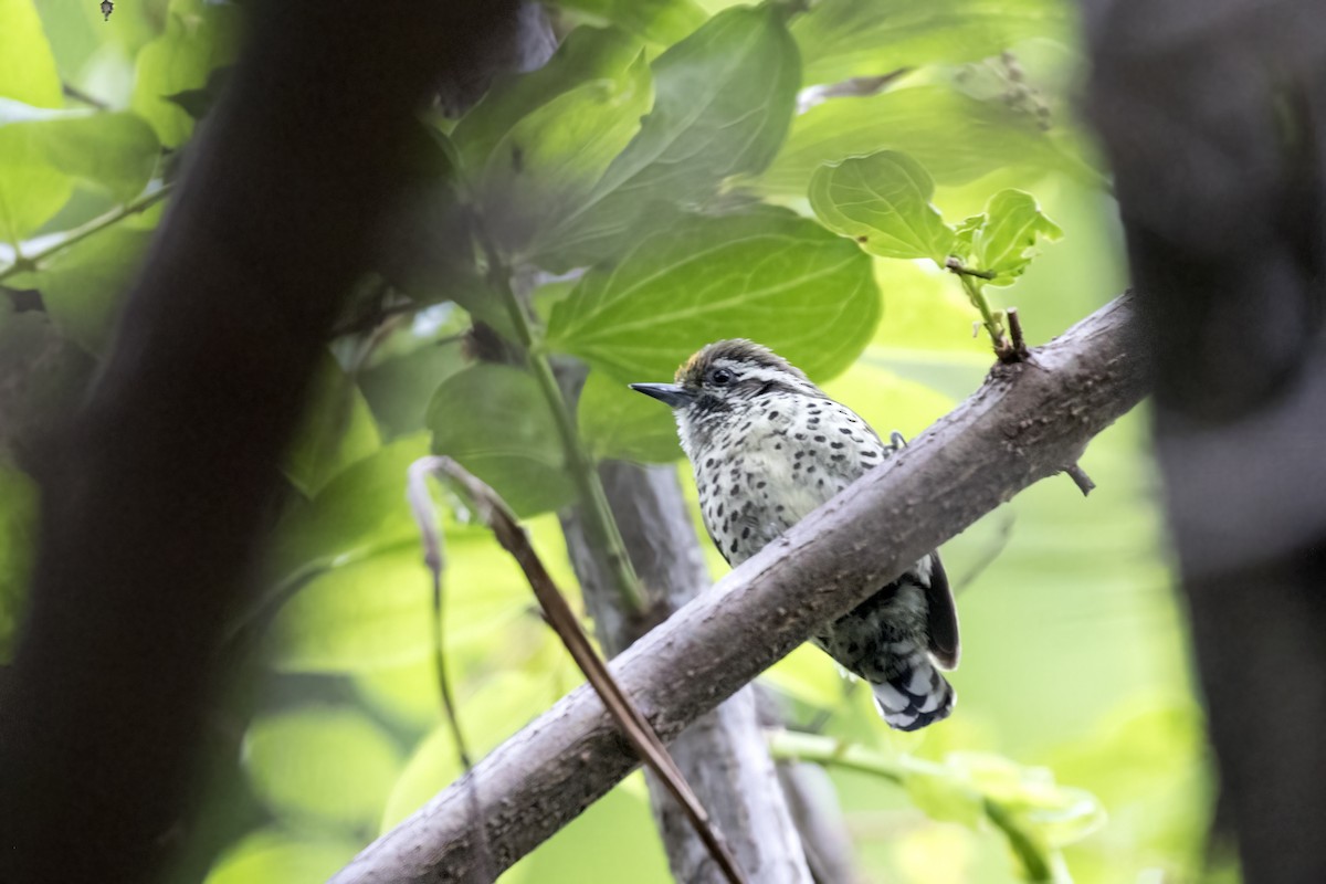 Speckled Piculet - Ramesh Shenai