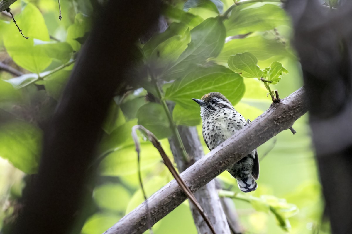 Speckled Piculet - Ramesh Shenai