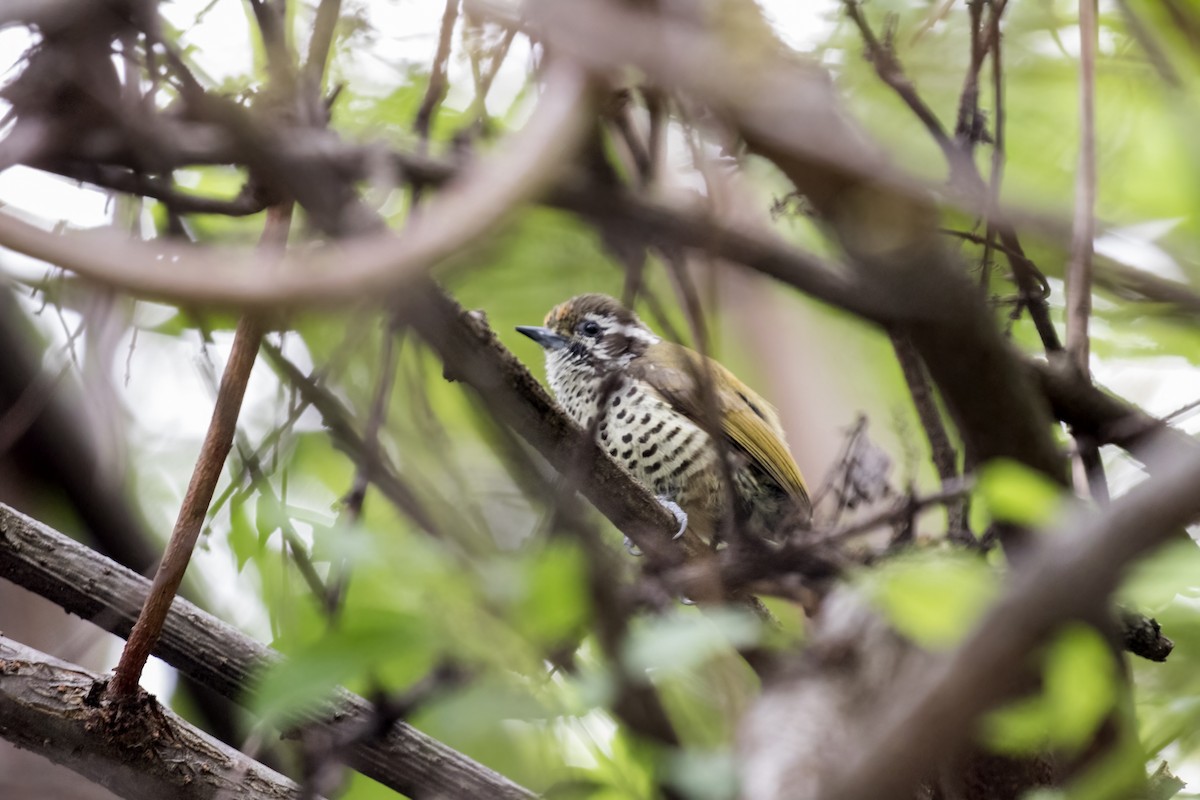 Speckled Piculet - Ramesh Shenai