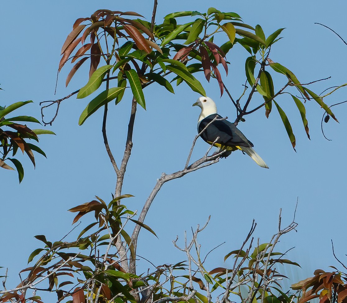 Black-backed Fruit-Dove - Wilbur Goh