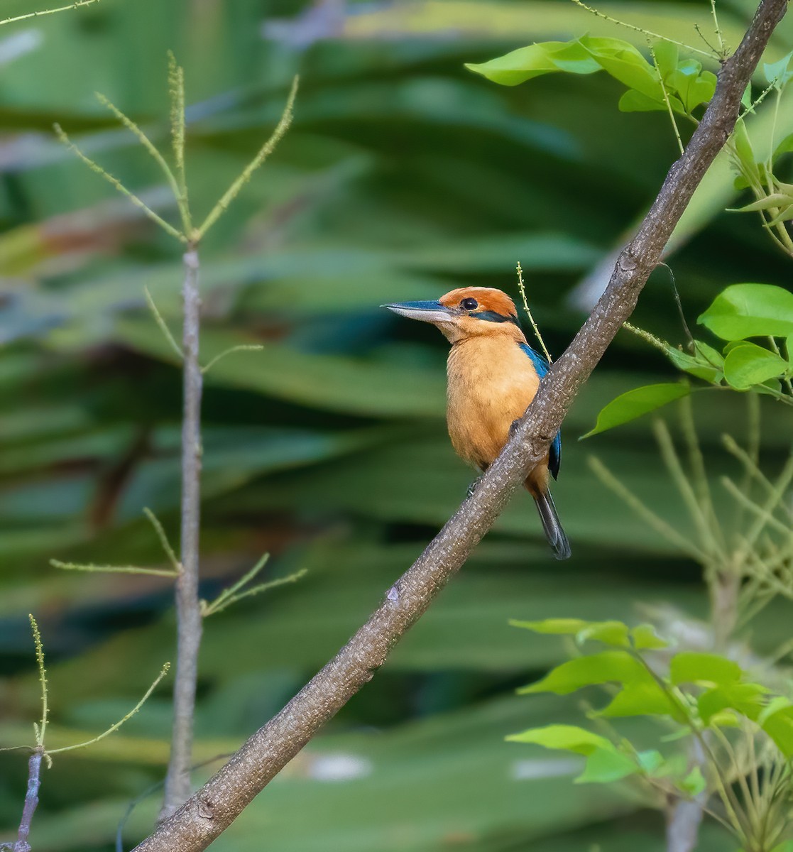 Cinnamon-banded Kingfisher - Wilbur Goh