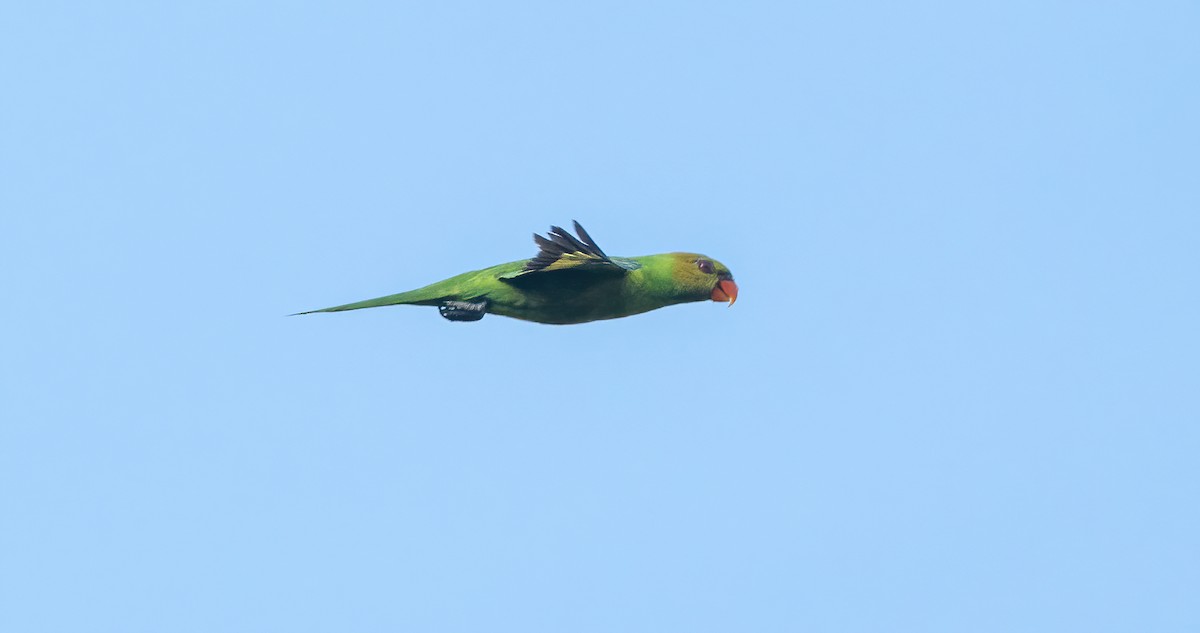 Olive-headed Lorikeet - Wilbur Goh