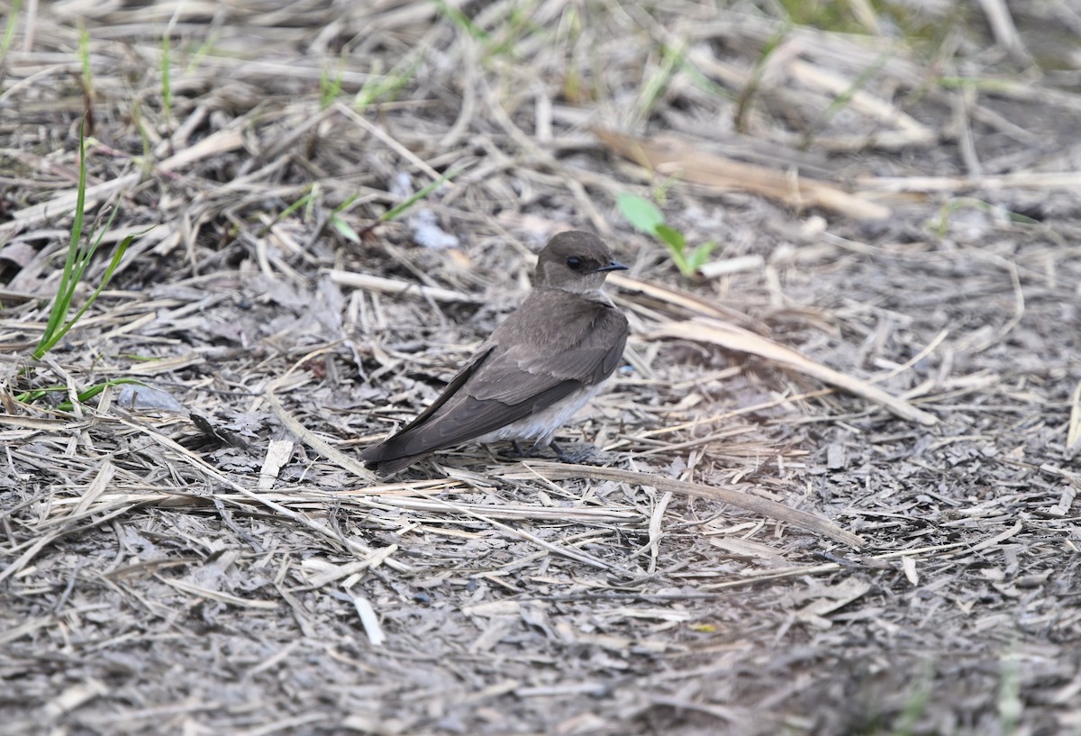 Northern Rough-winged Swallow - Louis Lemay