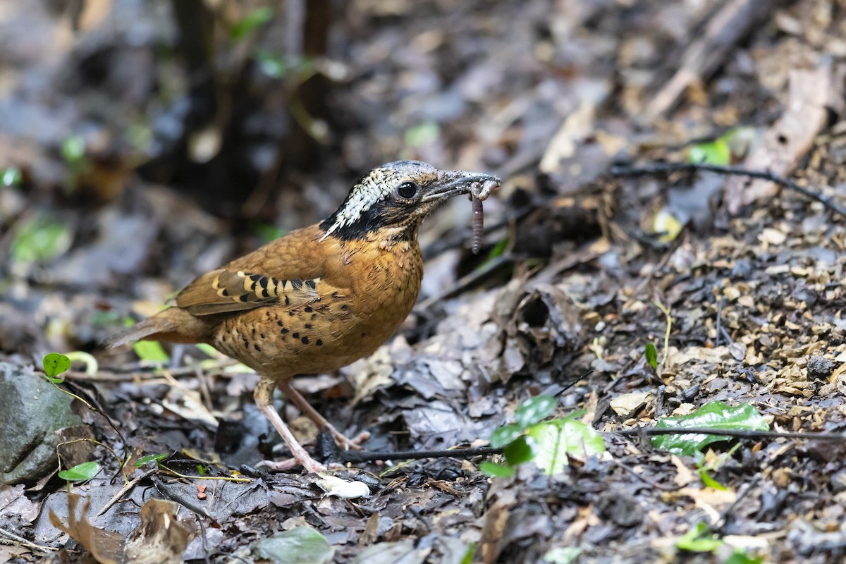 Eared Pitta - ML619072167