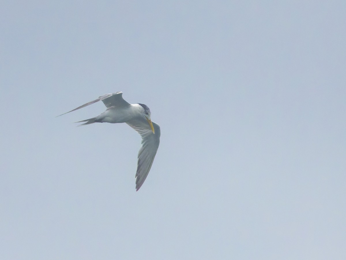 Great Crested Tern - Angus Wilson