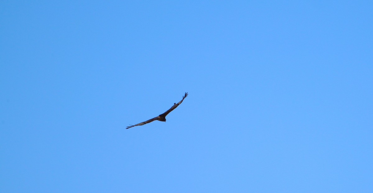 Swamp Harrier - May Britton