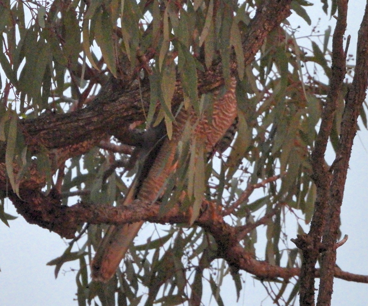 Brown Goshawk - Rodney van den Brink