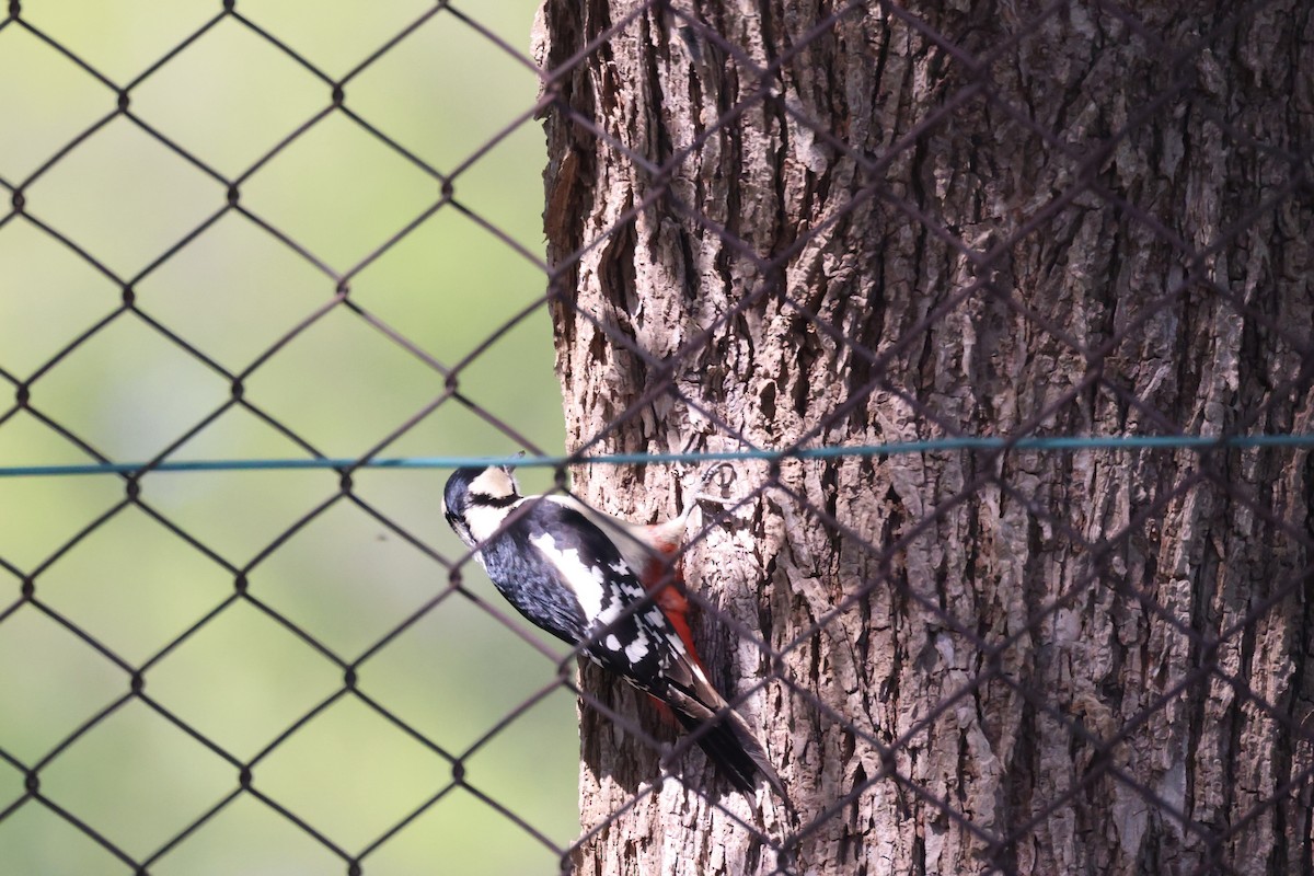 Great Spotted Woodpecker - Akinori Miura