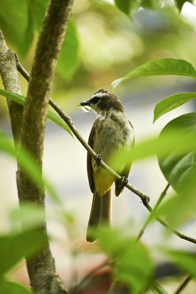 Yellow-vented Bulbul - ML619072230