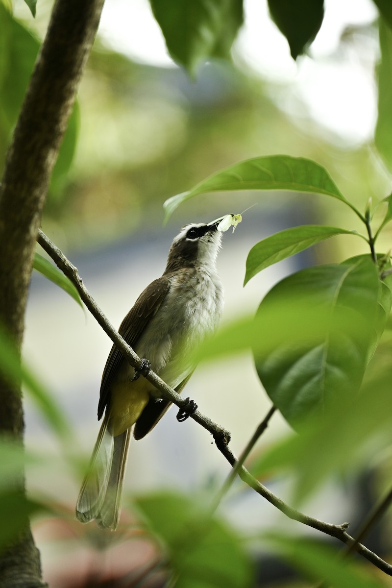 Yellow-vented Bulbul - ML619072231