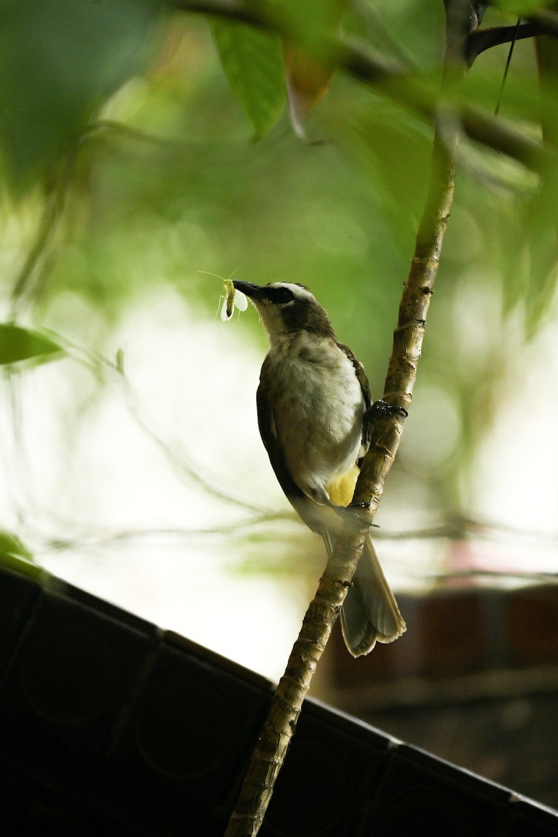 Yellow-vented Bulbul - ML619072232