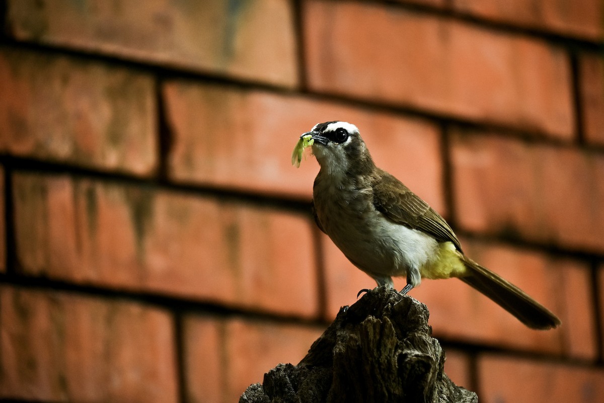 Yellow-vented Bulbul - ML619072233