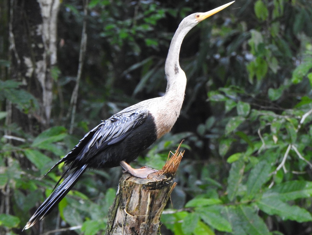 Anhinga - ML619072234