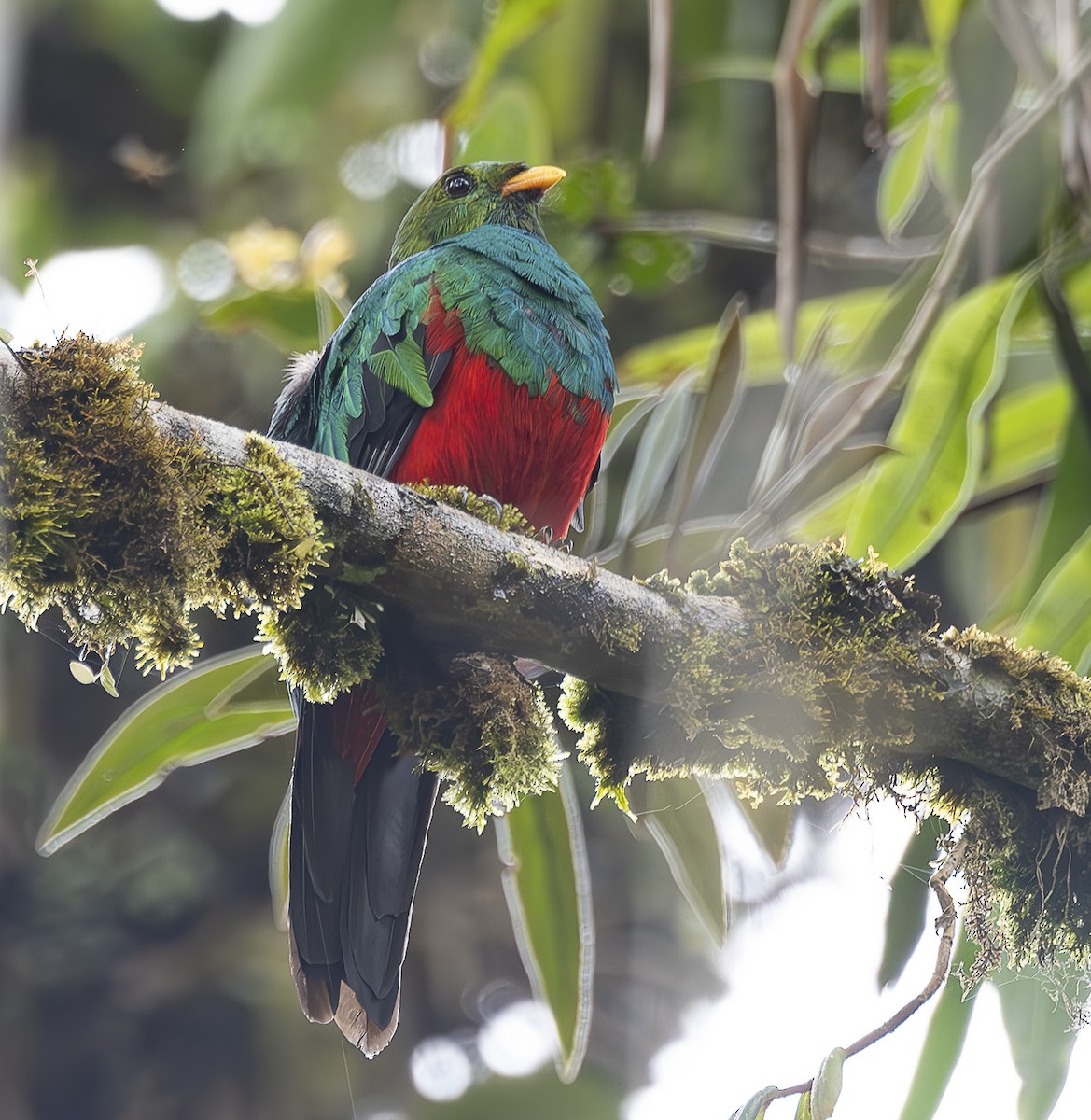 Golden-headed Quetzal - ML619072239