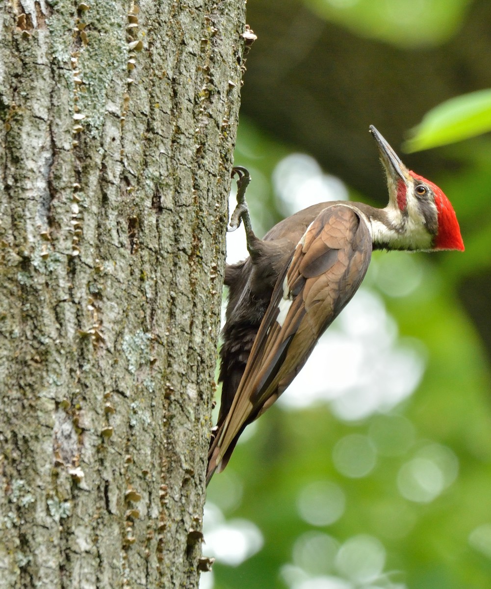 Pileated Woodpecker - bill moses